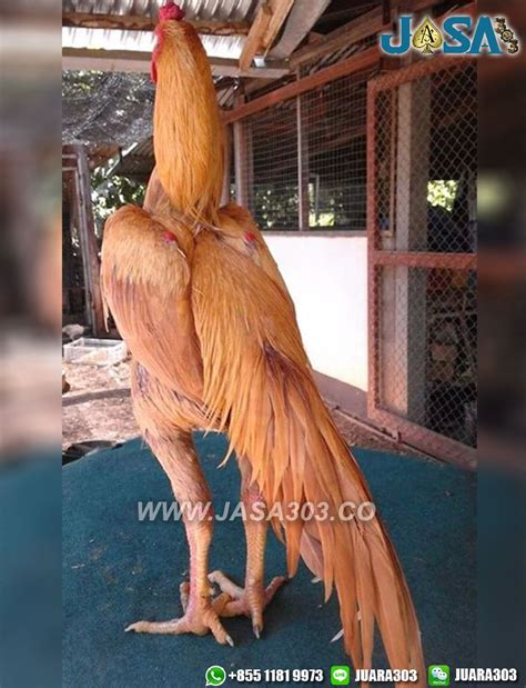 Mar 27, 2009 · video sabung ayam. Sabung Ayam Vietnam : Ayam Berlaga Page 1 Line 17qq Com ...