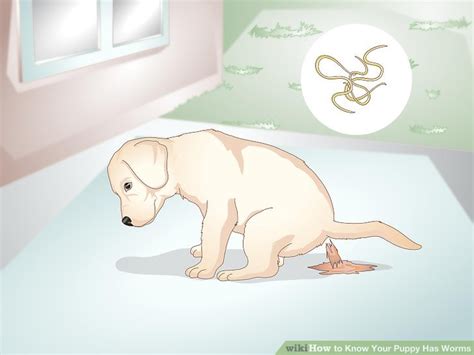 Are you curious to figure out how big or how heavy your puppy will become? How to Know Your Puppy Has Worms: 12 Steps (with Pictures)