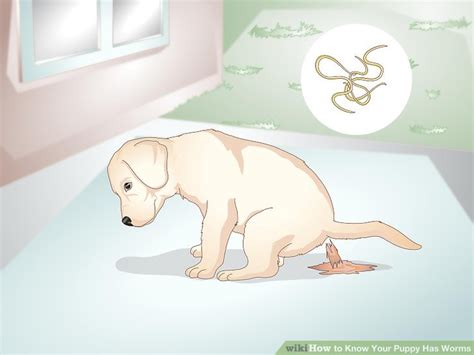 Just being around your dog will help brighten and hopefully put a smile on your face after a. How to Know Your Puppy Has Worms: 12 Steps (with Pictures)