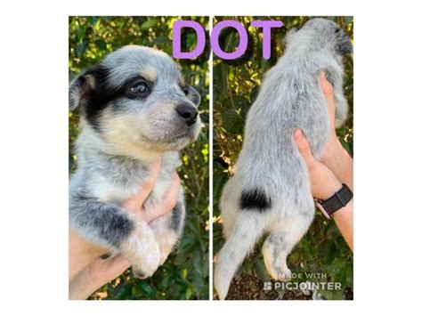 Maybe you would like to learn more about one of these? 8 Texas Heeler puppies looking for good homes in Omega ...