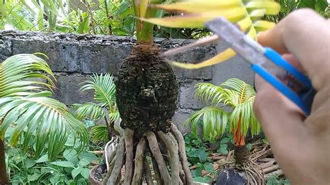 In addition, when your tomato plant's roots are showing. Root exposed coconut bonsai - YouTube