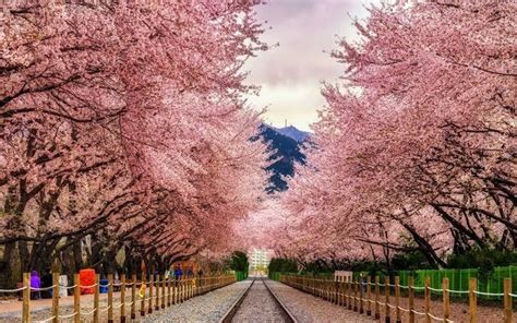 Seorang pengunjung berjalan di taman bunga cosmos di paju, korea selatan. Taman Bunga Korea Selatan / 4 Taman Bunga Di Korea Ini ...