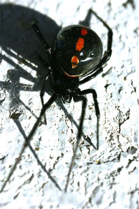 No, black widows are not hairy. Study Shows Brown Widow Spiders Displacing Black Widows in ...