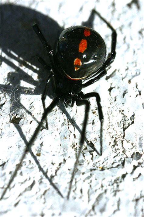 You can see the red hourglass when the spider is on its back. Study Shows Brown Widow Spiders Displacing Black Widows in ...