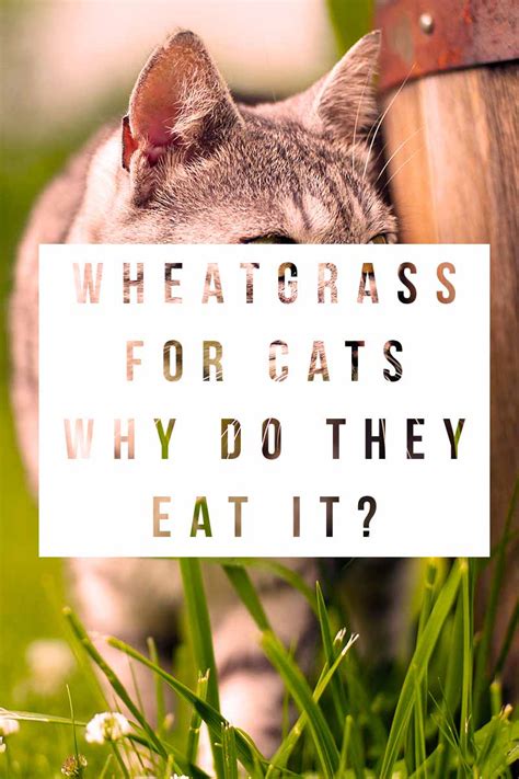 Your cat may seek out wheatgrass or other grasses when she needs help regurgitating a hairball or has eaten something indigestible. Wheatgrass For Cats - Why Do They Eat It? What Can They ...