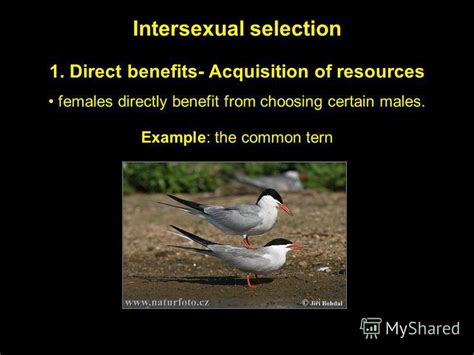 It can be male or be this means selection of candidate within same gender i.e. Презентация на тему: "Sexual selection. Sexual dimorphism is very common in nature.". Скачать ...