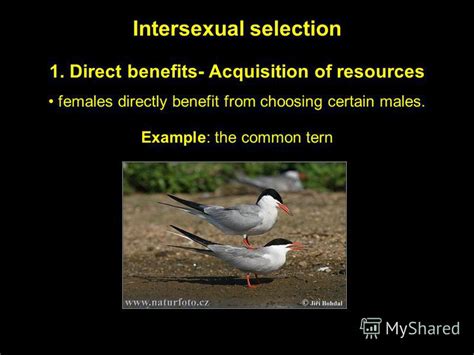 It can be male or be this means selection of candidate within same gender i.e. Презентация на тему: "Sexual selection. Sexual dimorphism is very common in nature.". Скачать ...