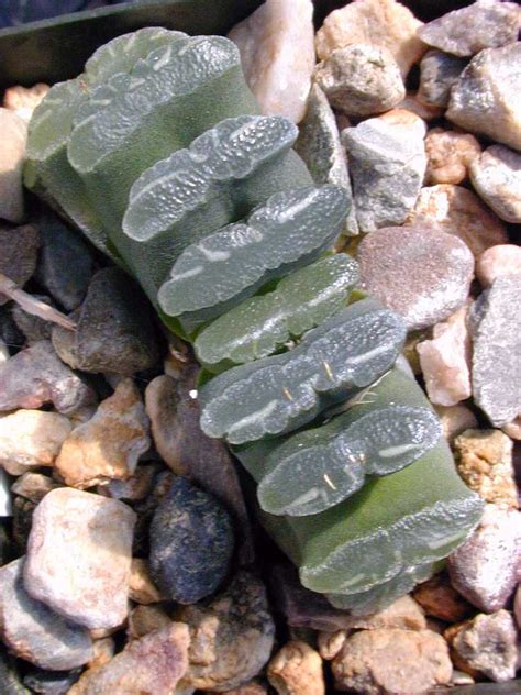 Little karoo) south of calitzdorp. Haworthia truncata var. truncata