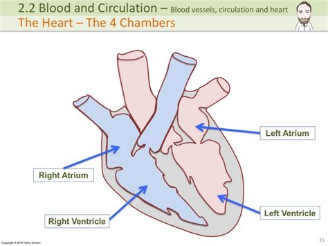 Labeled blood vessels.pdf — pdf document, 3.23 mb (3386836 bytes). IGCSE Blood vessels, circulation and the heart