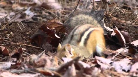 Expectant mothers looking for safe nesting areas often infiltrate attics, sheds and other indoor areas at this time. Chipmunk digging hole - YouTube