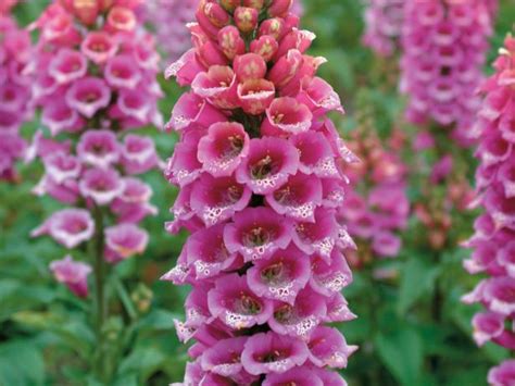 Top flowers for a hummingbird and butterfly garden. 22 Plants to Attract Hummingbirds | HGTV