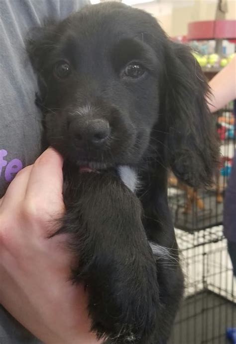 List of cocker spaniel mixed breed dogs. Adopt Yoda on | Adoption, Cocker spaniel, Shih tzu mix