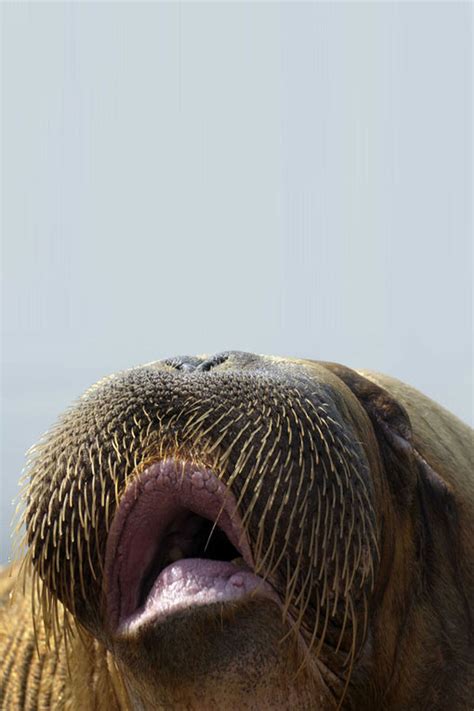 Saat ini kucing adalah salah satu hewan peliharaan terpopuler di dunia. 100 Foto Hewan Lucu dan Imut yang Siap Akan Menghiburmu ...