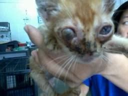 Untuk penyakit mata pada kucing lain, yaitu tumor mata. Kucingku Duniaku: Masalah kesihatan kucing 3: Mata....dan ...