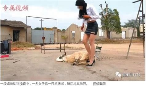 The assassination prohibition does not apply to killings in. Chinese Woman Killing A Goat - Saudi Girl Conquers ...