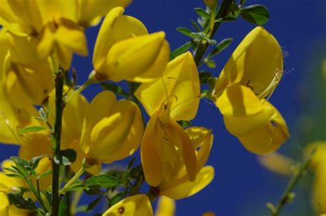 Fiori gialli, ce ne sono di varie forme e dimensioni, alcuni già l'8 marzo per la festa delle donne tra i fiori gialli a grappolo, la mimosa è il più famoso. Ginestra (Genista): Consigli, Coltivazione e Cura