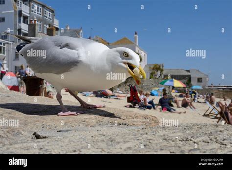 Seagulls Stealing Food Stock Photos & Seagulls Stealing Food Stock 