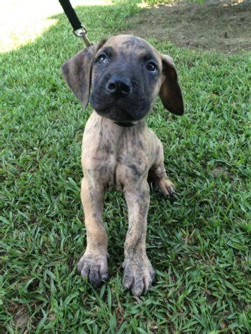 Learn about your this breed of dog with our extensive breed profile. AKC Great Dane Puppies for Sale in Deridder, Louisiana ...