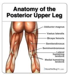 Hamstring injury in depth aka: Pinterest • The world's catalog of ideas