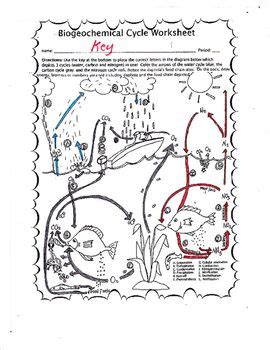 Thinking about how key elements are cycled through ecosystems.watch the next lesson. Biogeochemical Cycles Worksheet Answer Key - worksheet