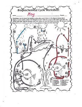 Answer all questions in the spaces provided. Biogeochemical Cycles Worksheet Answer Key - worksheet