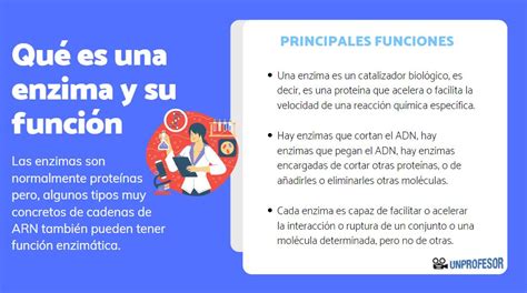 Cuando un vaso sanguneo se daa y empieza a perder sangre, las plaquetas (clulas adherentes y de forma irregular), se agrupan para taponar la zona lesionada y detener el. Qué es una ENZIMA y su función - RESUMEN + VÍDEO!!