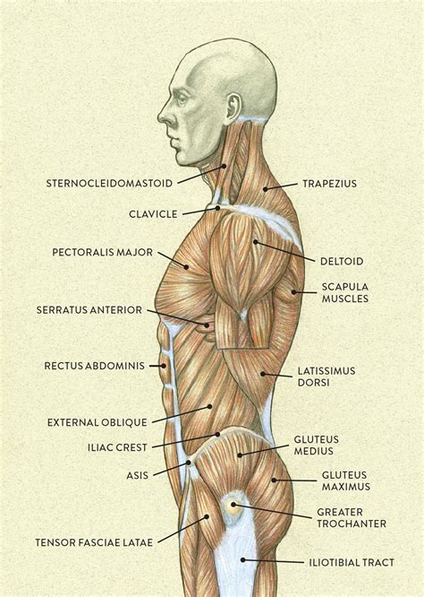 Finally, check the silhouette of the torso to look for opportunities you might have missed to add more life into the character. Muscles of the Neck and Torso - Classic Human Anatomy in ...