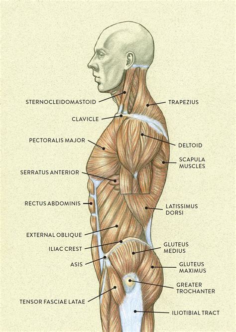 Superficial muscles of the torso. Muscles of the Neck and Torso - Classic Human Anatomy in ...