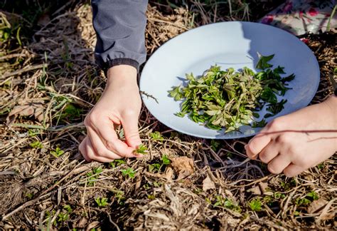 De bloeitijd van een zevenblad ligt in juni. Onkruid of tuinplant? Zo kunt u het herkennen - MAX Vandaag