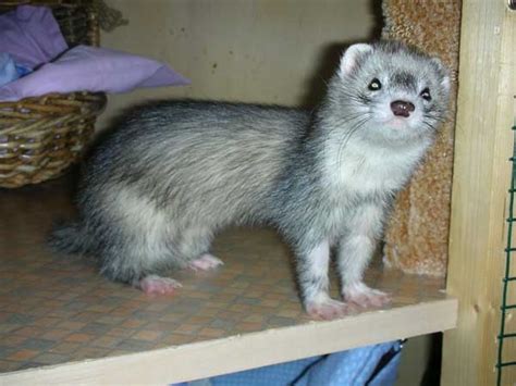 Maybe you would like to learn more about one of these? Farbschläge - Grazer Frettchenverein - We care about ferrets