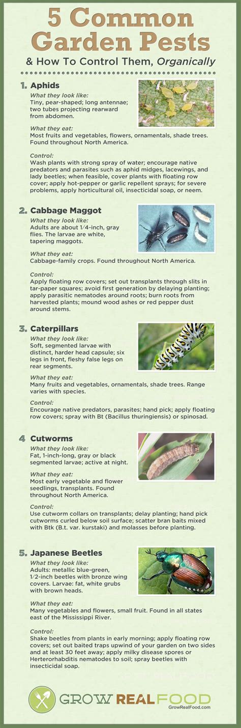These 12 garden pests cause the most damage in home vegetable gardens. 5 Common Garden Pests & How To Control Them, Organically | Grow REAL Food - Organic, Non-GMO ...