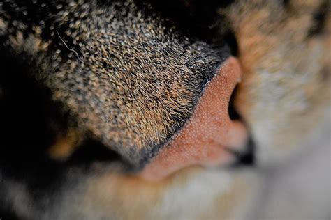 If your cat paws at their nose or sneezes frequently, or if you see mucous or other discharge, contact your veterinarian. Is it Normal for a Cat to Have a Dry Nose? - Causes