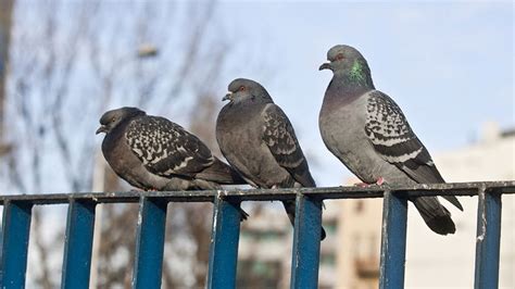 This may be difficult to place and secure, but it would do the trick in blocking and ridding pigeons from along the roof's edge. How to EASILY Get Rid of Pigeons (from the Roof, Balcony ...