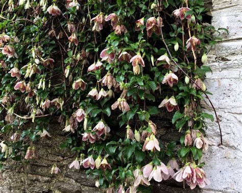 Check spelling or type a new query. Pin by Kristen Allen on backyard growin' | Clematis ...
