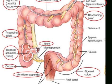 Apr 13, 2018 · the small intestine is the portion of the digestive tract that connects the stomach and the large intestine. contrast the location gross anatomy of small large chyme ...