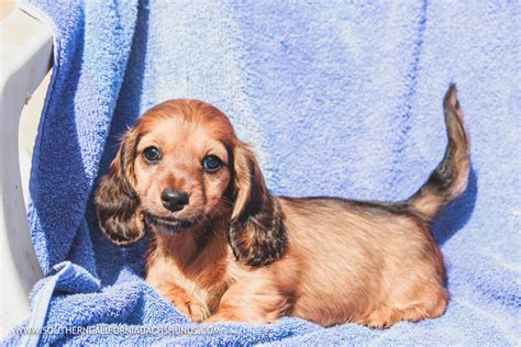 Available dachshund puppies for sale in the central coast area, monterey california by colorful dachshunds, a small breeder of akc standard dachshunds. Doggos & Puppers - SOUTHERN CALIFORNIA DACHSHUNDS DOS DOXIES