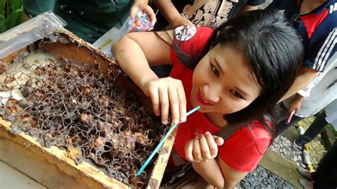 Propolis yang terdapat pada lebah trigona juga dapat ada 5 manfaat madu kelulut atau lebah trigona, yaitu: Menikmati Madu Kelulut Asli di Ladang Mini Kelulut @ MAHA ...