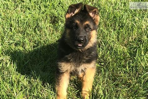 The german shepherd mix is not a purebred dog or a designer dog breed. Green Boy: German Shepherd puppy for sale near Louisville, Kentucky. | f3dd4741-3731