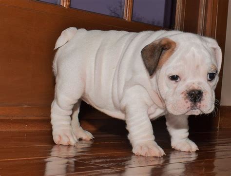 English bulldog's appearance can be somewhat intimidating, it is among the gentlest of dogs. Miniature English Bulldog Puppies For Sale | Albany, GA ...