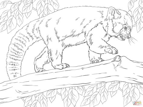 You will pind coloring pages of red panda and giant panda as well. Realistic Red Panda Coloring Online