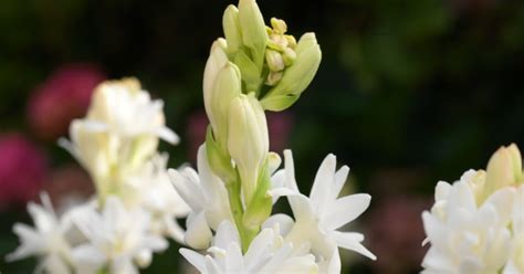 Hewan terbang ini memang tergolong ke dalam kelompok serangga. Gambar Wow Unik