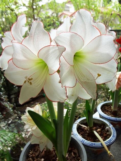 Giardino vasi di fiori a casa piccolo decorativa indoor bianco vaso di fiori vaso con due fiori bianchi. Fiori Bianchi Vaso / Fiori Bianchi In Vaso / Questo vaso particolare è impreziosito da una ...