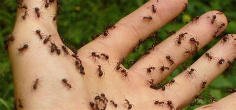 Sind ameisen im garten schädlinge? Ameisen bekämpfen: Natürliche Hausmittel für Garten und ...