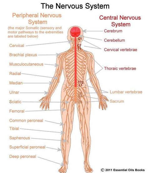 Here are some key points about the central nervous system. Pictures Of Central Nervous System