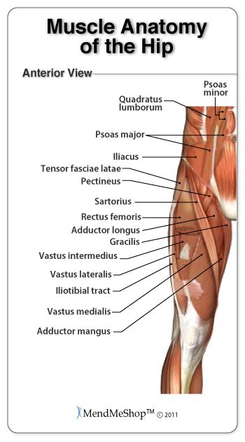 A pulled muscle is a type of soft tissue injury called a strain. Groin Strain Information