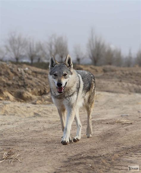 郊狼 （ canis latrans ）与灰狼的杂交种大. 捷克狼犬种犬狼牙，卡奇、乌贝利亚、雅思奇 - 捷克狼犬 - 猛犬俱乐部-中国具有影响力的猛犬网站 - Powered by ...