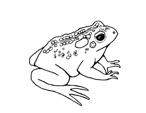 We did not find results for: Free Printable Toad Coloring Pages For Kids | Frog sketch ...