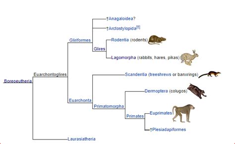 Euarchontoglires ahora se reconoce como uno de los cuatro subclades principales dentro del clado eutheria (es decir. How did rabbits evolve? - Quora