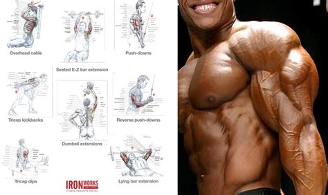 Extrinsic, intermediate and intrinsic muscles. How to Build Impressive Triceps - Bodybuilding Anatomy 101 ...