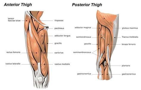 The anatomy of the quadriceps provides aid in daily leg activities such as. Thigh-Muscles.jpg (1009×647) | Thigh muscles, Muscle ...